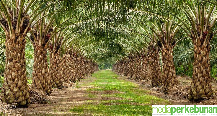 PPKS : Tetap Waspada Kekeringan Meskipun Iklim 2025 Diprediksi Normal