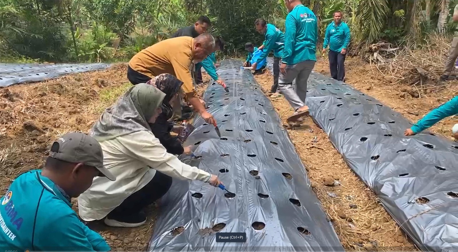 ITSI Medan Dorong Petani Sawit di Asahan Intercroping Tanaman Edamame