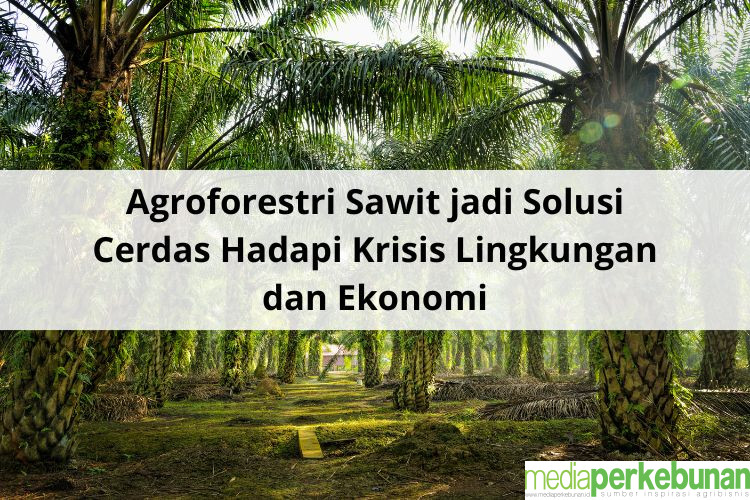 Agroforestri Sawit jadi Solusi Cerdas Hadapi Krisis Lingkungan dan Ekonomi