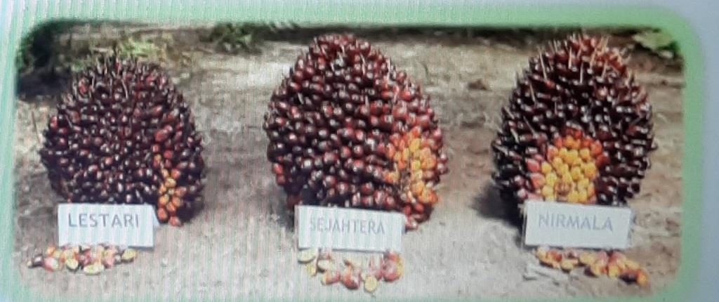 Benih Sawit Astra Agro Disetujui Dilepas