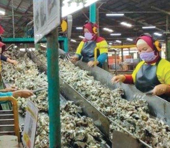 Ekspor Karet Sumatera Utara 2025 Menurun di Tengah Dinamika Pasar Global
