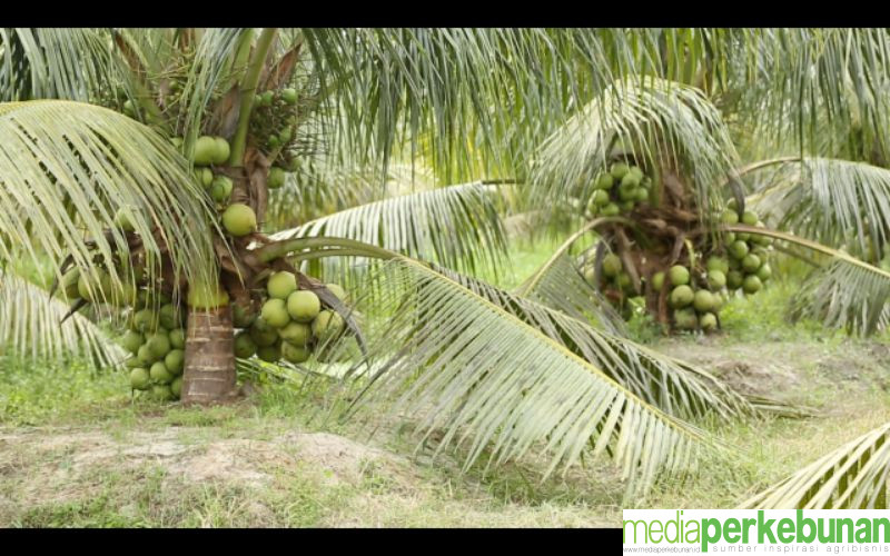 Kementan Optimis Target Satu Juta Benih Kelapa