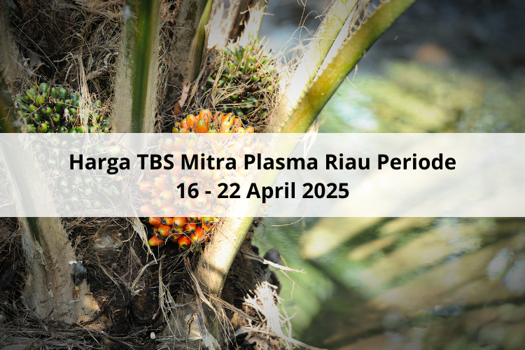 Rontok Lebih Rp 100 per Kg Harga TBS Mitra Plasma Riau Periode 16 – 22 April 2025