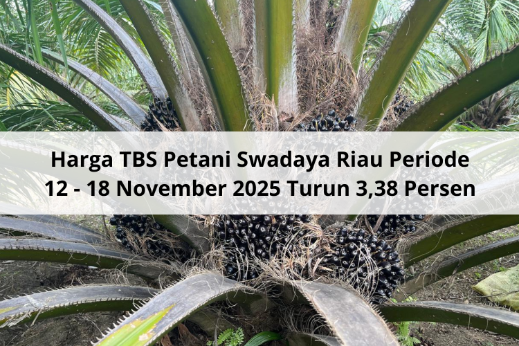 Harga TBS Petani Swadaya Riau Periode 12 – 18 November 2025 Turun 3,38 Persen