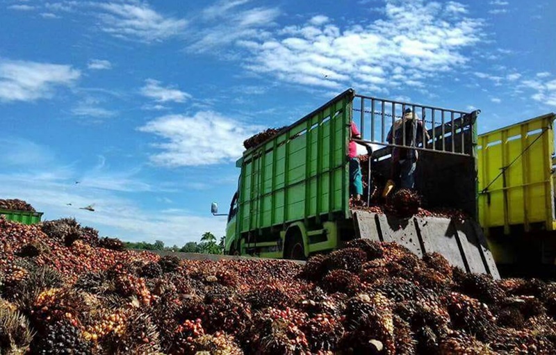 Ditjen Perkebunan Cari Solusi Atasi Harga TBS