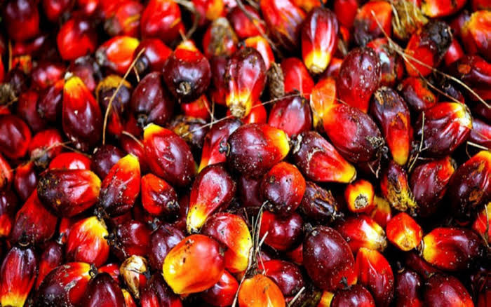 India Bikin Harga Referensi CPO Februari 2025 Jadi Begini