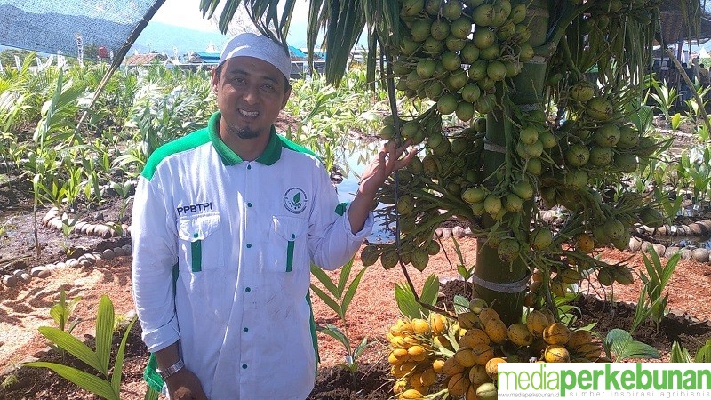 Pinang Wangi: Produksi Tinggi, Beraroma Pandan, Bikin Happy Pasutri