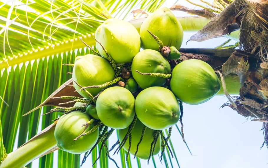DEKINDO Dorong Milenial Genjot Bisnis Industri Kelapa