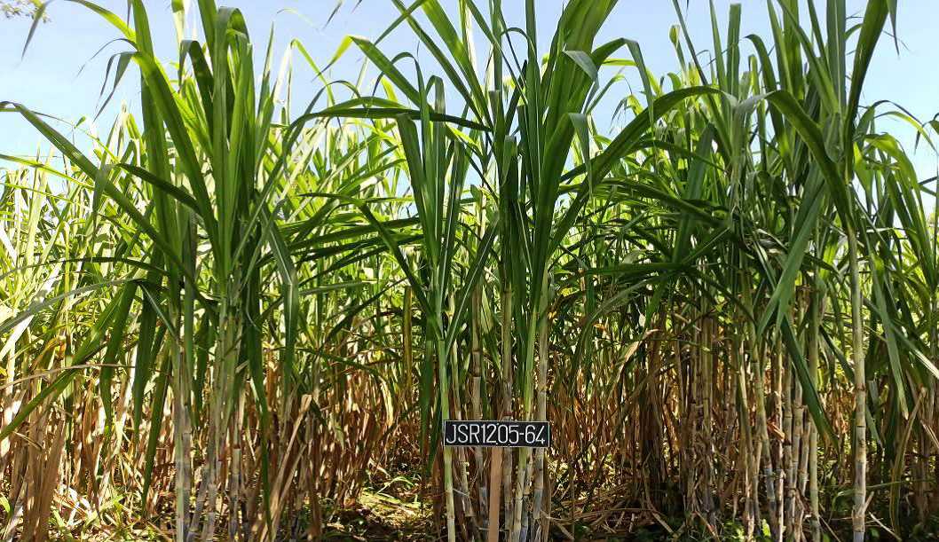 Scirpophaga Excerptalis adalah Nama Keren yang Ditakuti Petani Tebu