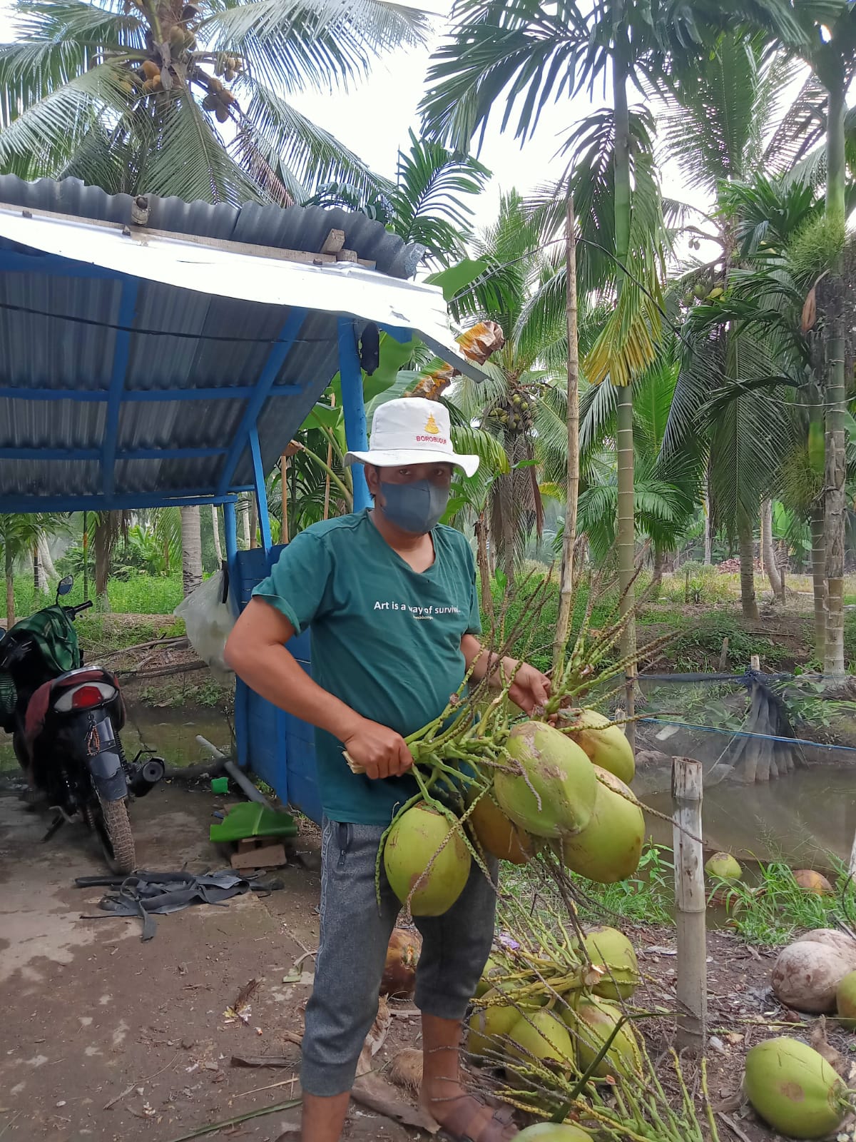 KESEJAHTERAAN PETANI KELAPA MENINGKAT SELAMA PANDEMI
