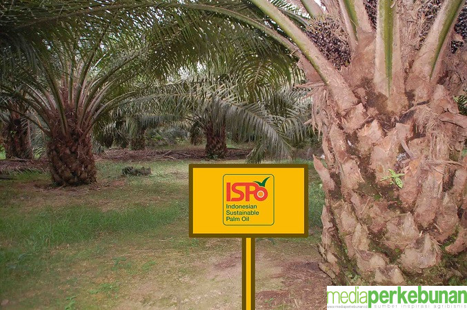 Penguatan Sistem, Mendorong Sertifikasi ISPO