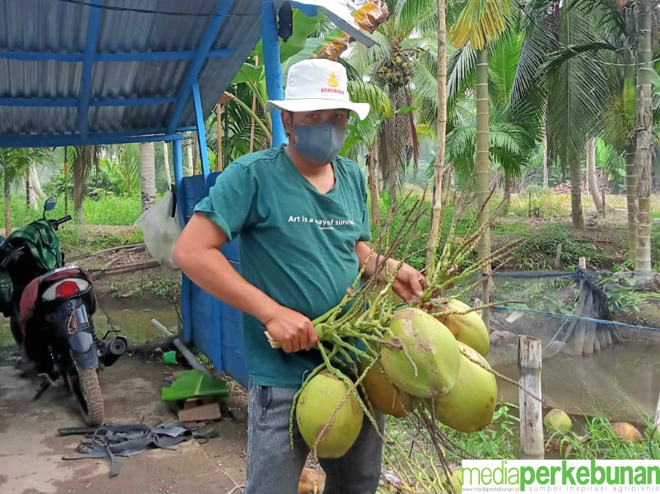 Antisipasi Prediksi HIPKI Industri Kelapa Banyak Tutup, Petani Kelapa Berikan Saran