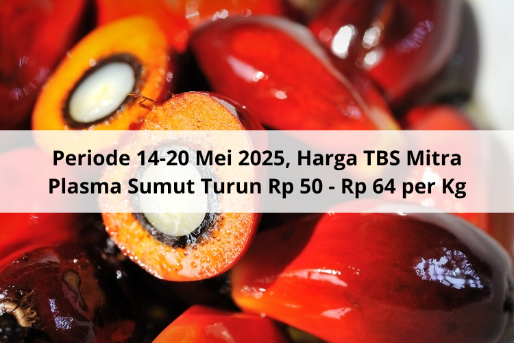 Periode 14-20 Mei 2025, Harga TBS Mitra Plasma Sumut Turun Rp 50 – Rp 64 per Kg