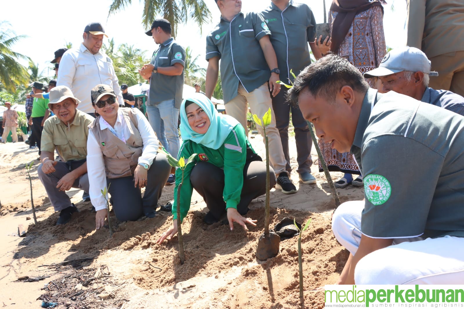 GAPKI Bersama Kemenko Marves Tanam Mangrove di Kumai