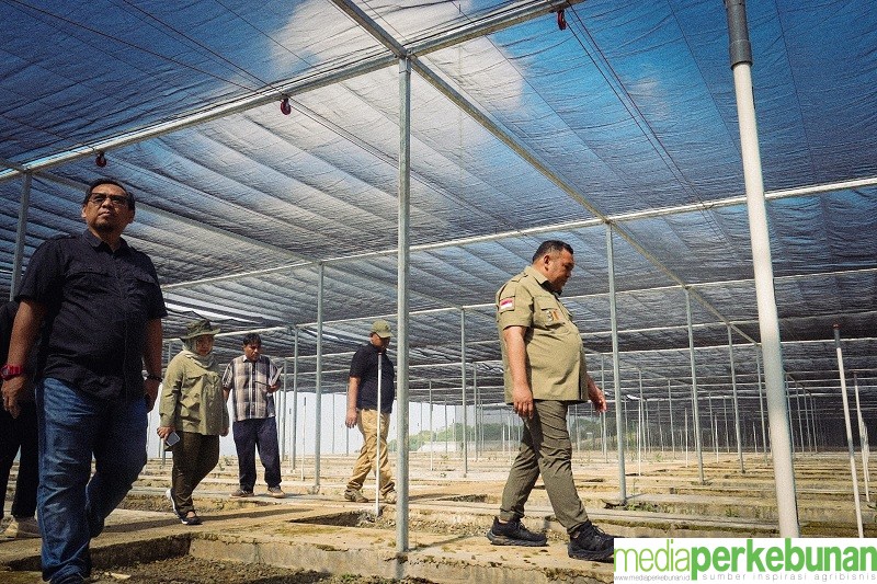 Dirjen Perkebunan Konsisten Monitoring dan Evaluasi Nurseri Perkebunan  