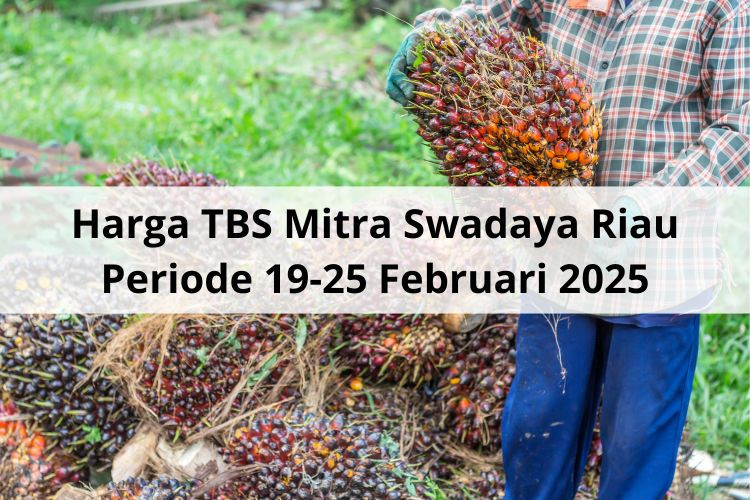 Karena CPO dan PK, Jadi Begini Nasib Harga TBS Mitra Swadaya Riau Periode 19-25 Februari 2025