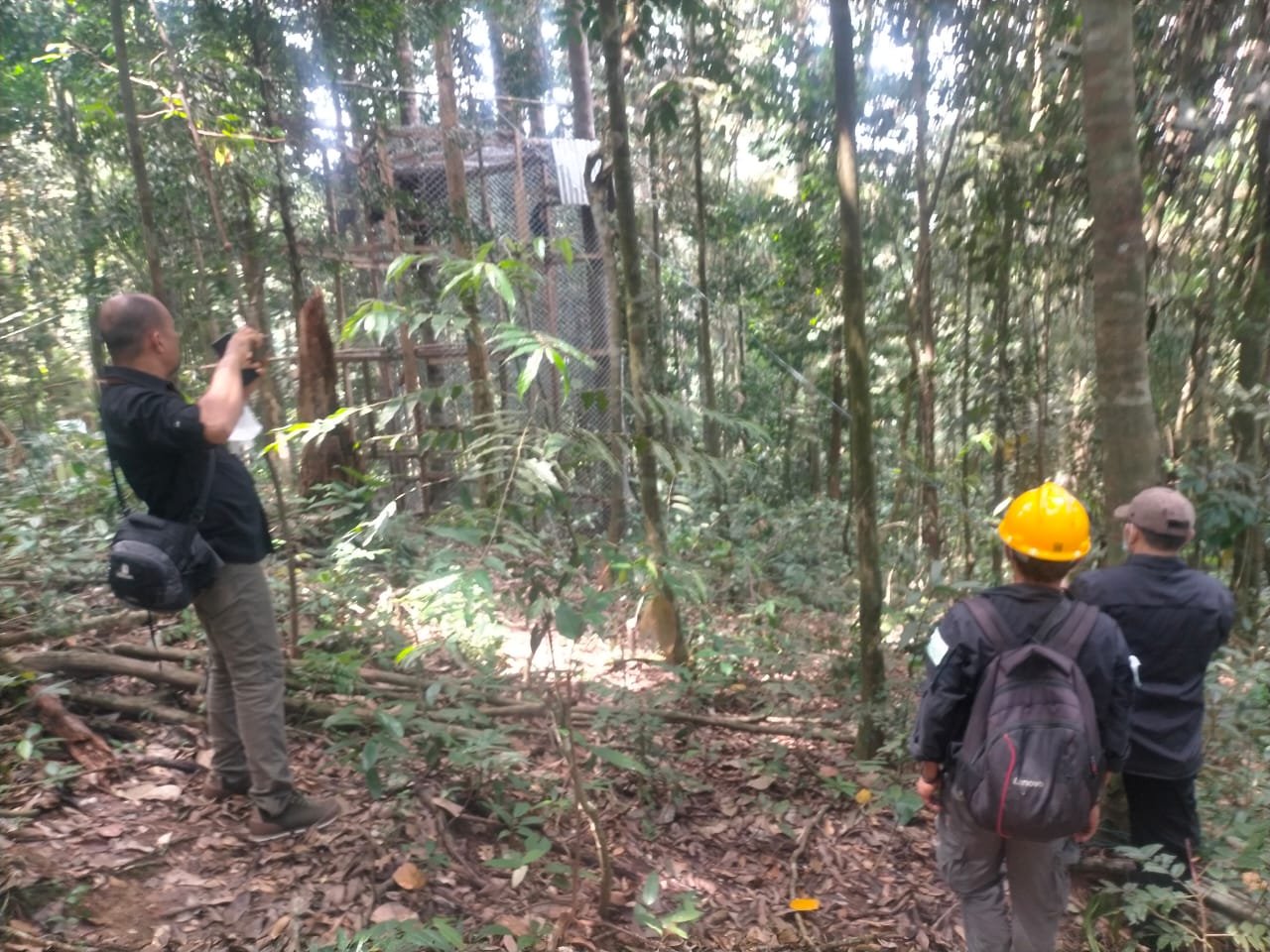 PT KSI Bersama BKSDA dan Kalaweit Lepasliarkan Siamang