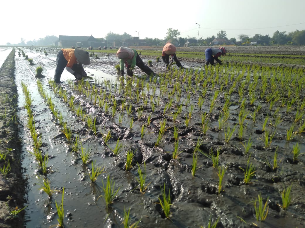 Petani Wilmar Mengakui, Bermitra Lebih Menguntungkan