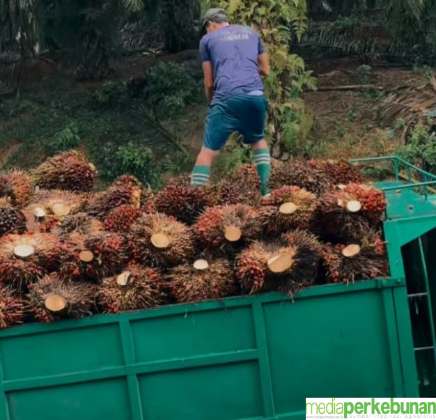 Periode I Januari 2025, Harga TBS Mitra Plasma Terpeleset