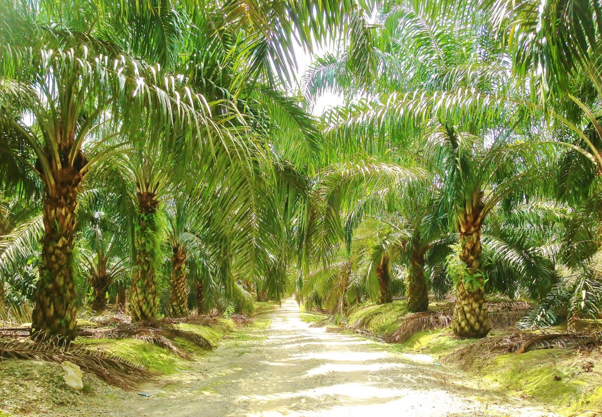 IPOSS Rilis Outlook Sawit Q2 2026: Geopolitik & Ketahanan Industri
