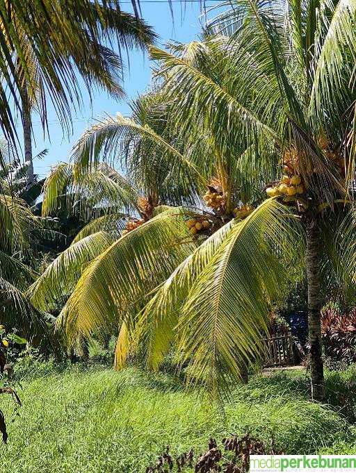 Kelapa Jingga Ganda Varietas Unggul yang Eksotik