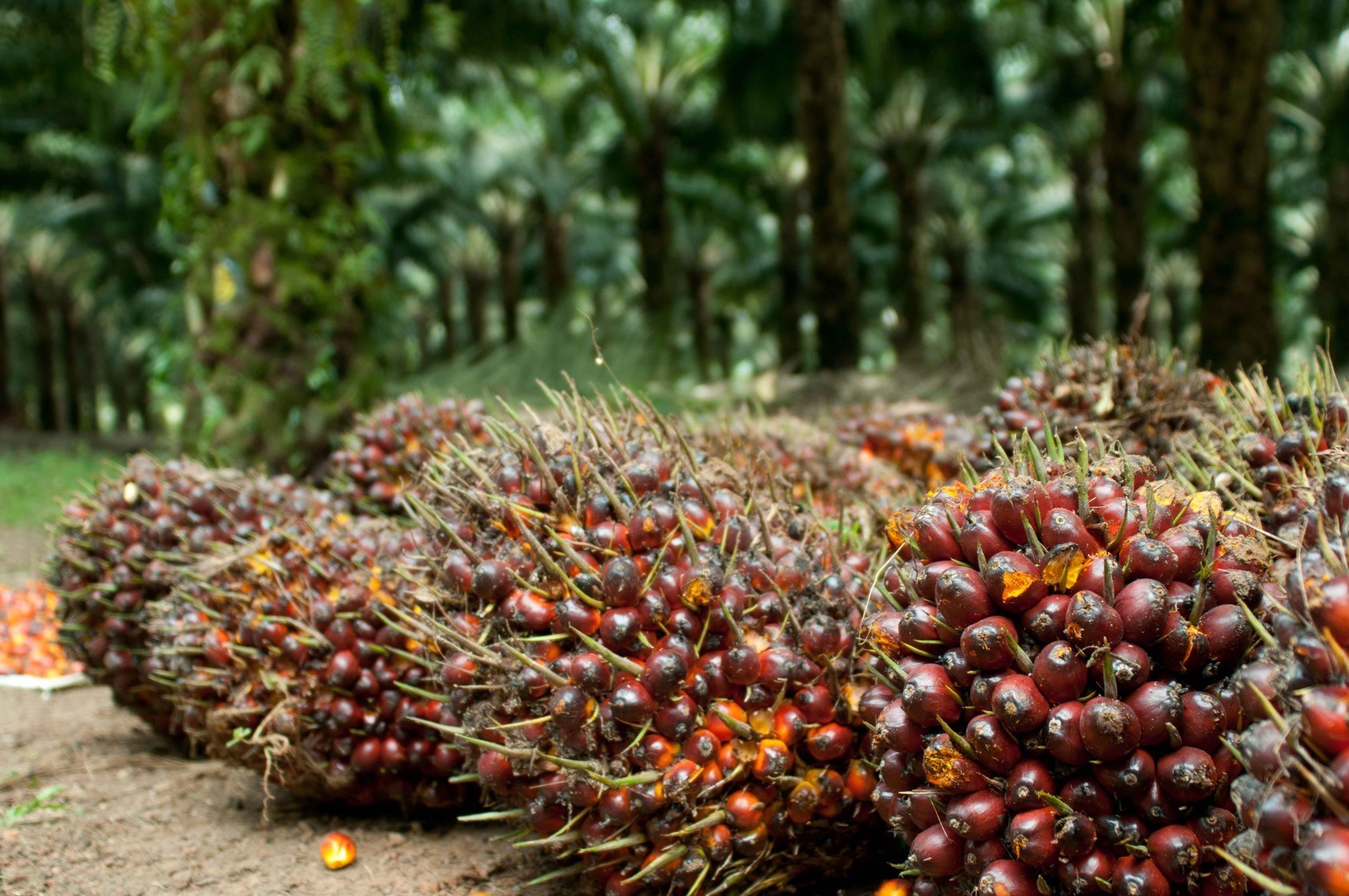 Harga TBS Swadaya di Sumut Saat Ini Terhitung Lumayan