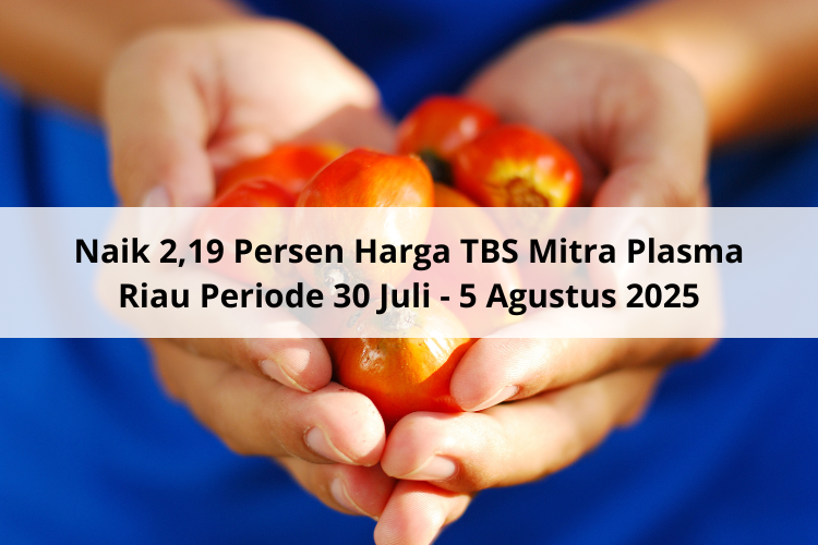 Naik 2,19 Persen Harga TBS Mitra Plasma Riau Periode 30 Juli – 5 Agustus 2025