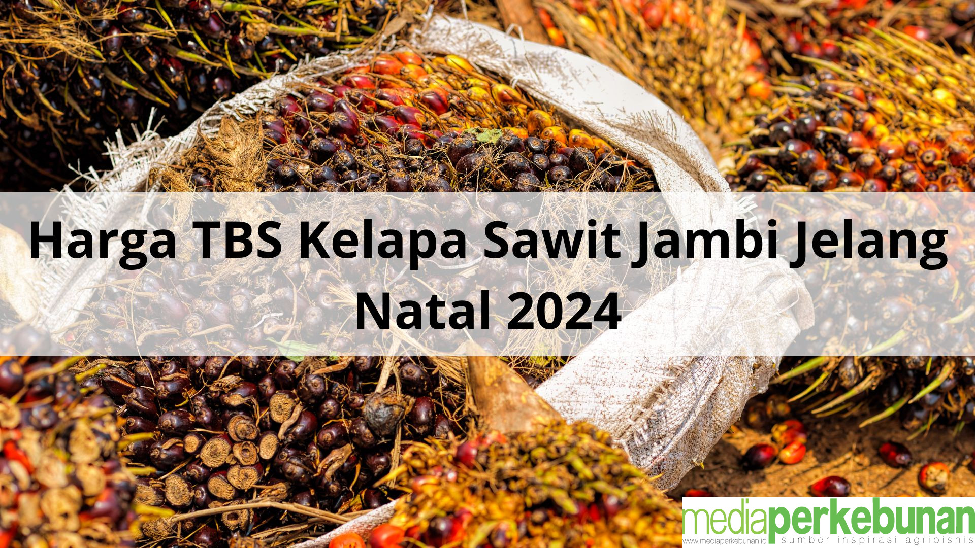 Harga TBS Kelapa Sawit Jelang Natal: Naik Rp 146,13 per Kilogram di Jambi