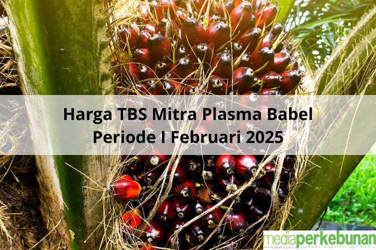 Lumayan Dalam Penurunan Harga TBS Mitra Plasma Babel Periode I Februari 2025