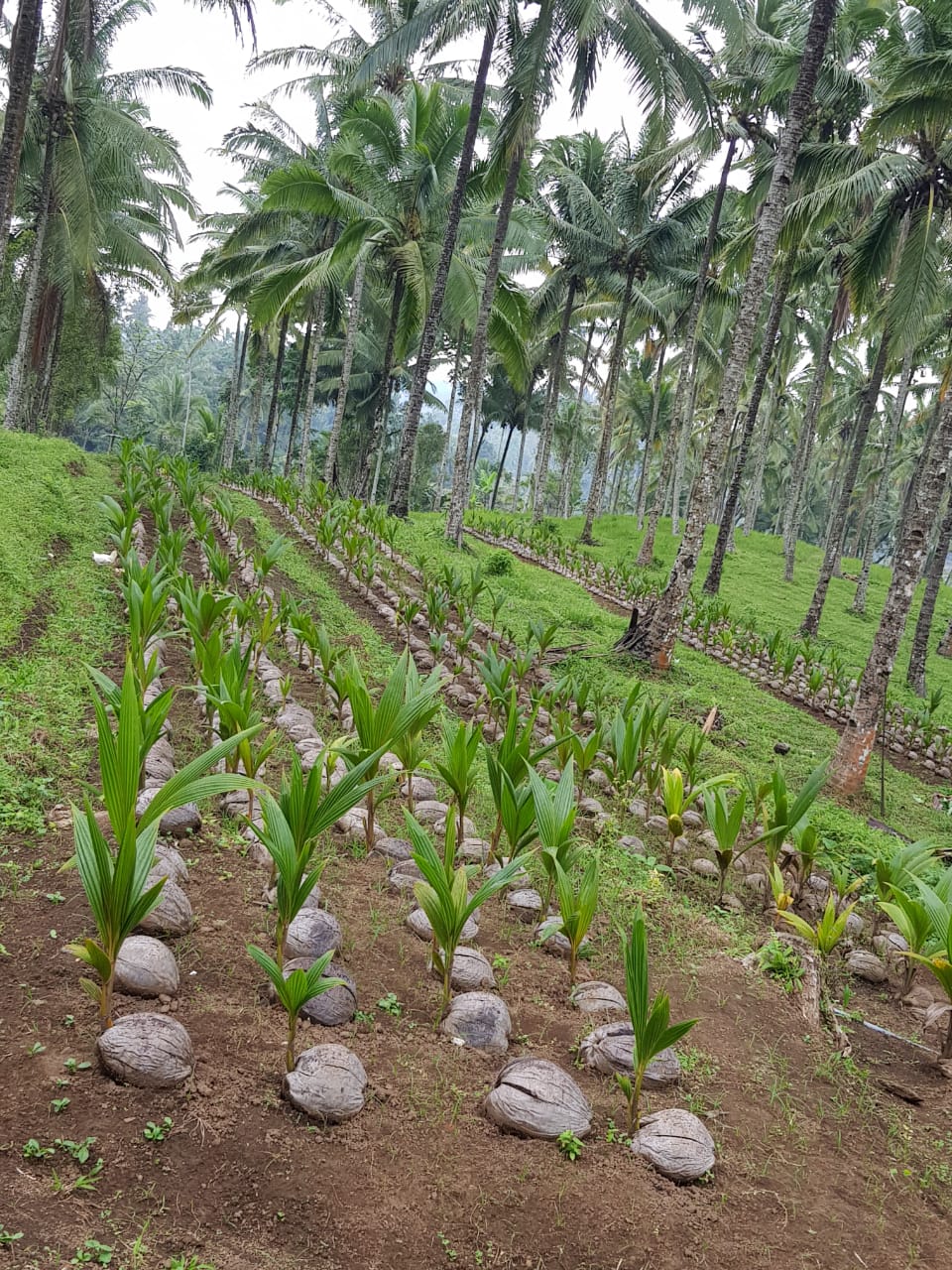 PRODUKSI BENIH UNGGUL PERKEBUNAN DITARGETKAN 20 JUTA BATANG