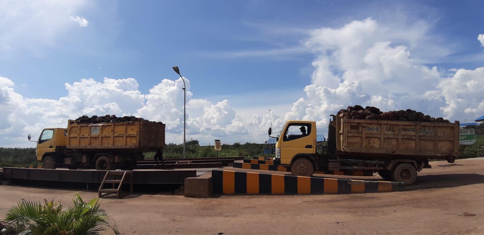 HARGA TBS PETANI KEMITRAAN STABIL, SWADAYA TURUN