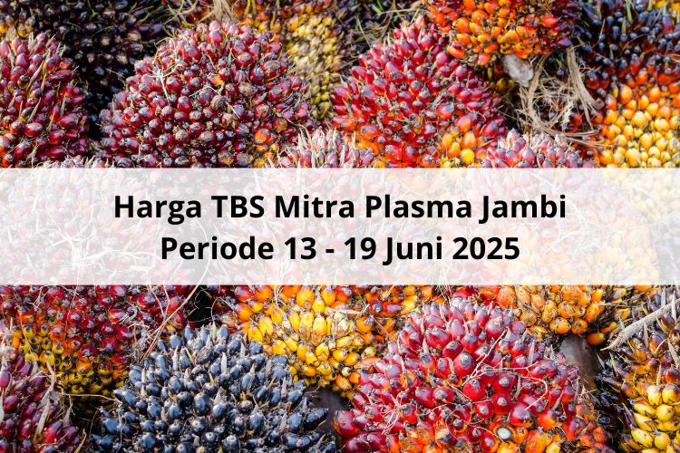 Seperti di Provinsi Lain, Begini Nasib Harga TBS Mitra Plasma Jambi Periode 13 – 19 Juni 2025