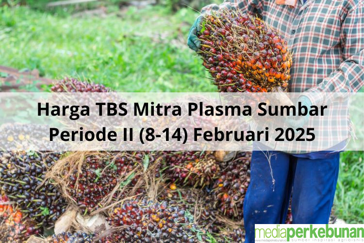 Usai Riau dan Sumut, Giliran Harga TBS Mitra Plasma Sumbar yang Meroket untuk Periode II Februari 2025
