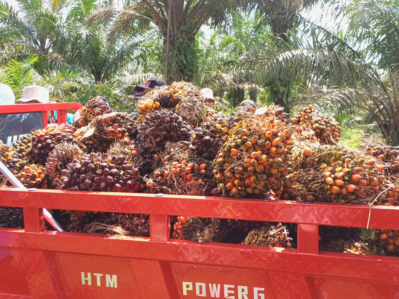 Dukung Mandatori B50, Kementan Genjot Produktivitas Kelapa Sawit Nasional Tanpa Ekspansi Lahan