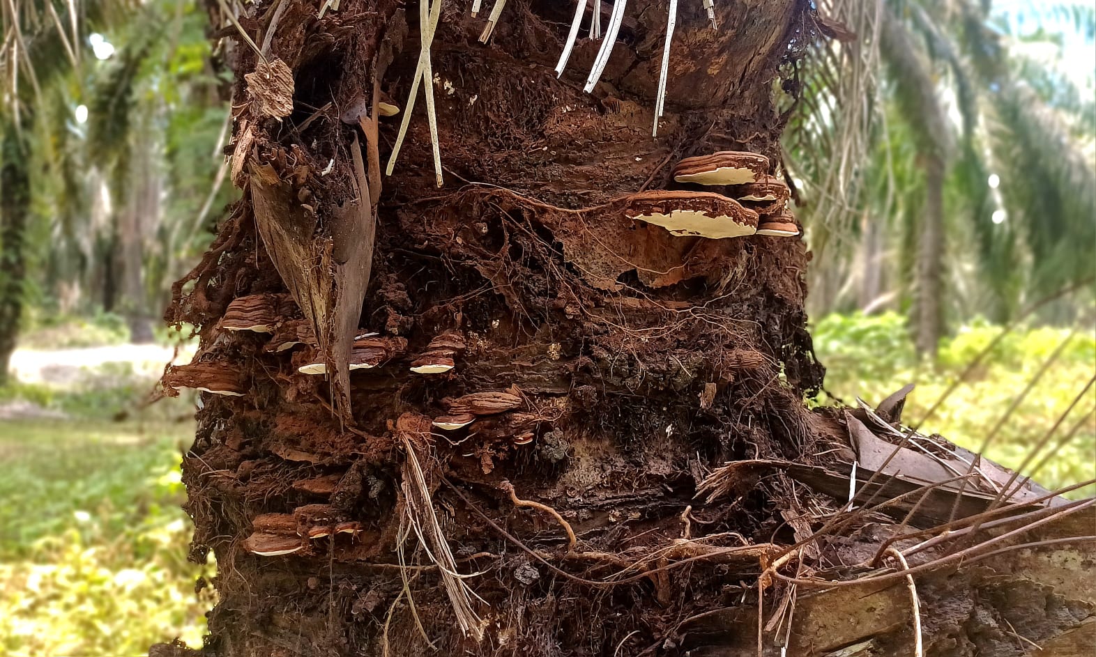2039 Semua Kebun Sawit Kena Ganoderma: ISGANO Ingatkan Bahaya Ganoderma Sejak Dini