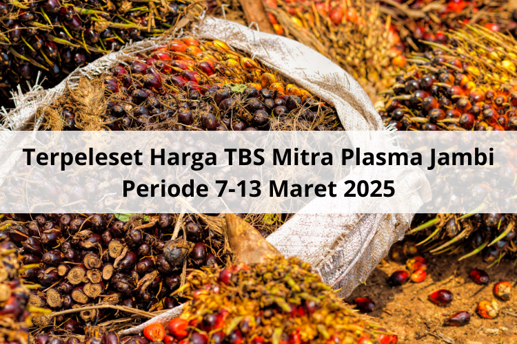 Terpeleset Harga TBS Mitra Plasma Jambi Periode 7 – 13 Maret 2025