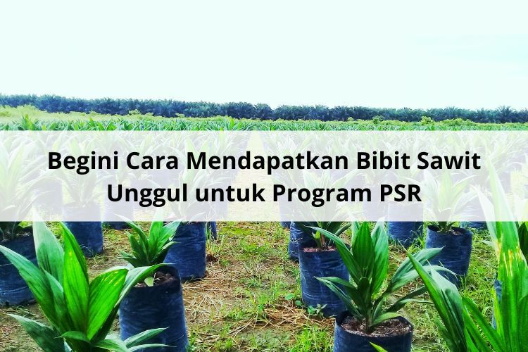 Awas, Jangan Terkecoh! Begini Cara Mendapatkan Bibit Sawit Unggul
