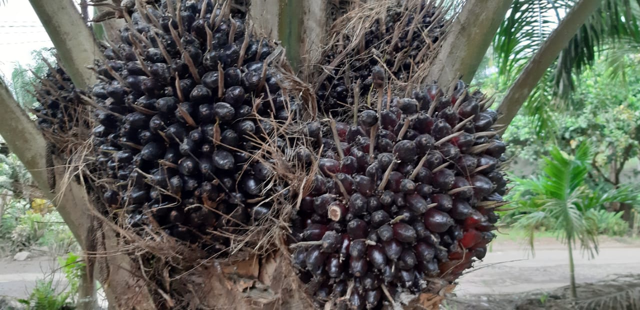 FORUM PERJUANGKAN KESEJAHTERAAN ORANG RIMBA, PERHATIAN PT SAL BESAR
