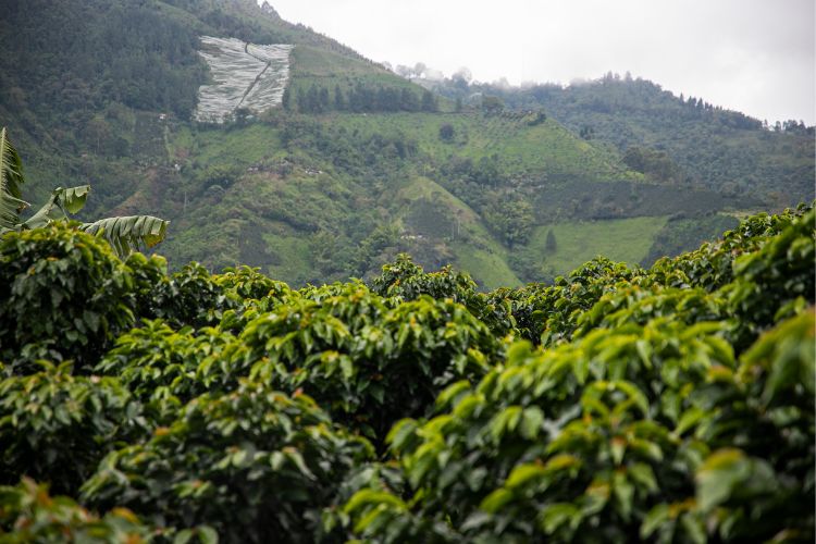 Luas, Produksi, Ekspor dan Konsumsi Kopi Indonesia Semakin Meningkat