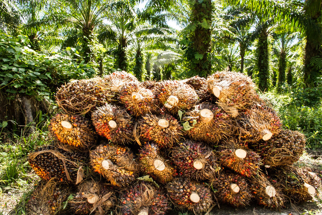 Melorot Lagi Harga TBS Mitra Plasma Sumut Periode 22 – 29 Januari 2025