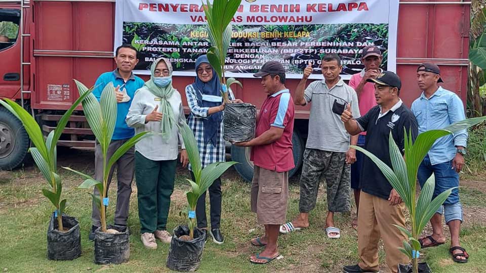 BBP2TP SURABAYA DAN BPTP GORONTALO SIAPKAN 10.000 BENIH KELAPA