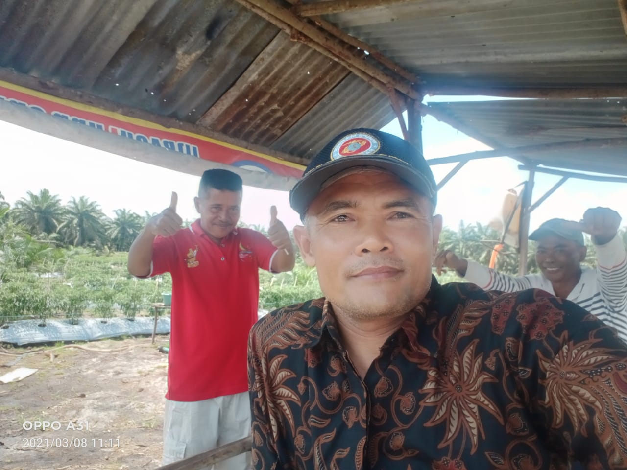 POKTAN SIDO MUKTI, LABUSEL ,SUKSES TANAM CABAI SEBAGAI TANAMAN SELA REPLANTING SAWIT