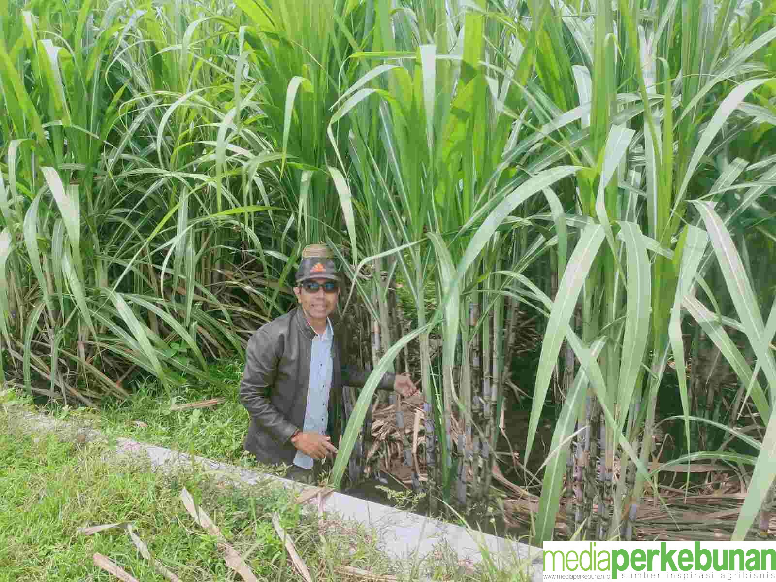 Kementan Dorong Peningkatan Produksi Tebu Demi Wujudkan Swasembada Gula