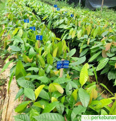 RHS Klon Kakao Unggul Baru