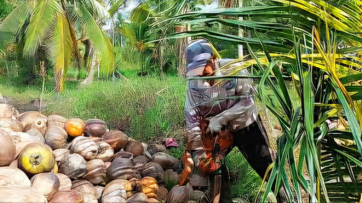Provinsi Ini Ciptakan Skema Pengembangan Industri Kelapa Bulat untuk Tiga Tahun ke Depan