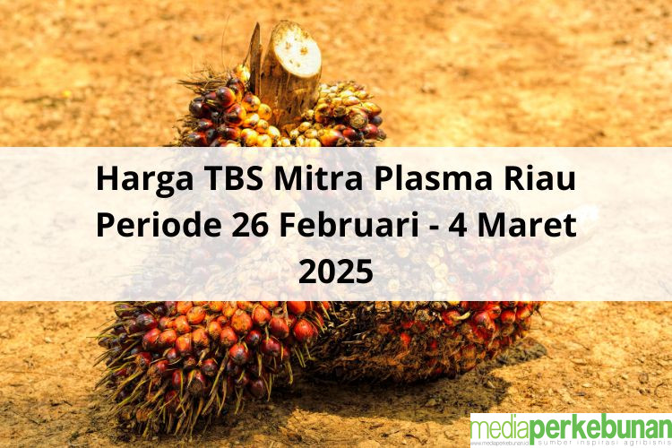 Cuma Beda Tipis Harga TBS Mitra Plasma Riau Periode 26 Februari – 4 Maret 2025