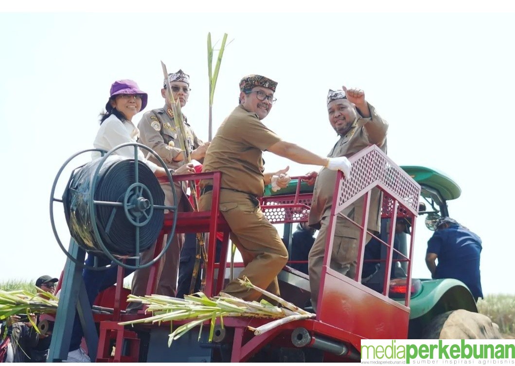 Produksi Gula 2022 Naik 50 Ribu Ton
