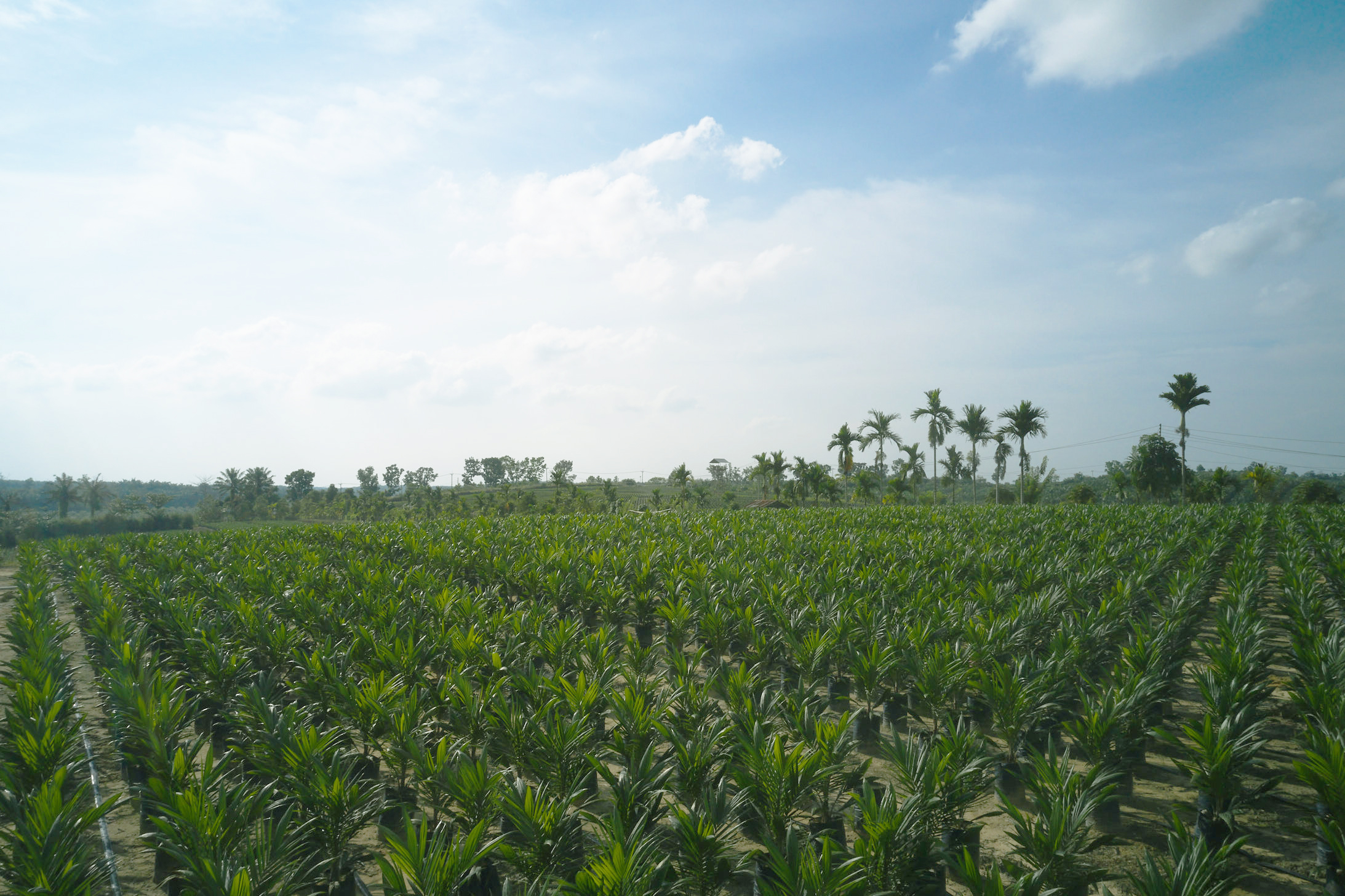 Asian Agri, Dukung Program PSR dan Santripreneur Berbasis Sawit