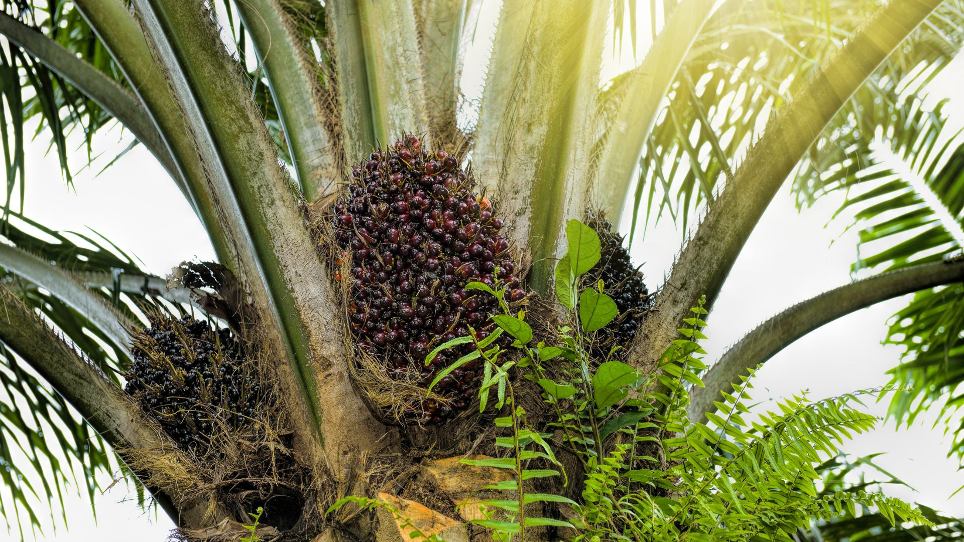 Mendorong Keberlanjutan dan Produktivitas Kelapa Sawit Rakyat untuk Kesejahteraan Pekebun