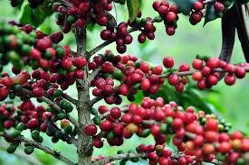 Punya Banyak Keunggulan, Provinsi Ini Bertekad Kembangkan Kopi Liberika